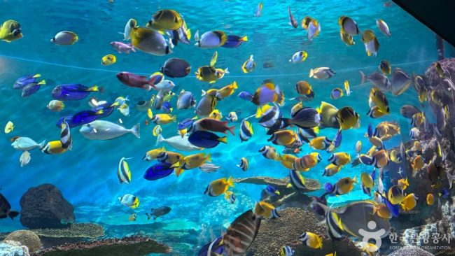 COEX Aquarium