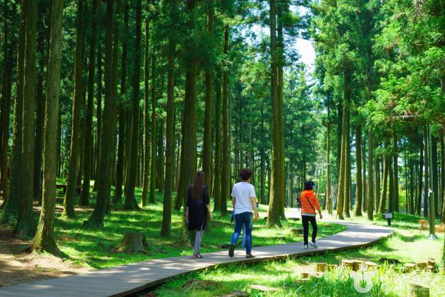Jeju Jeolmul Recreational Forest