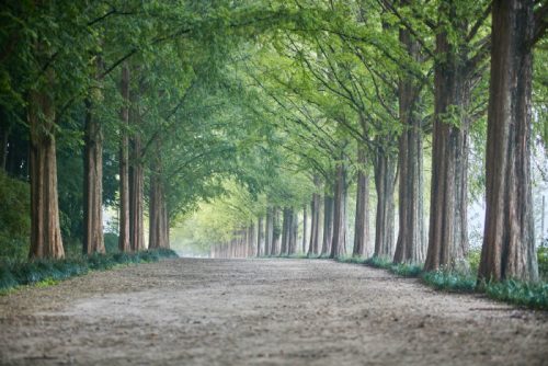 Metasequioa-lined road