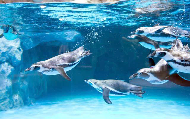 Всемирный аквариум Lotte