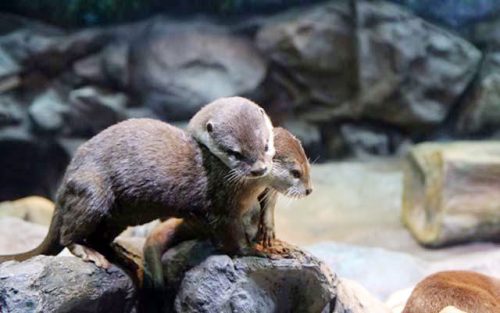 Lotte World Aquarium