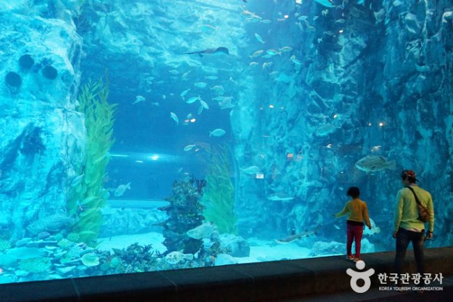 Lotte World Aquarium