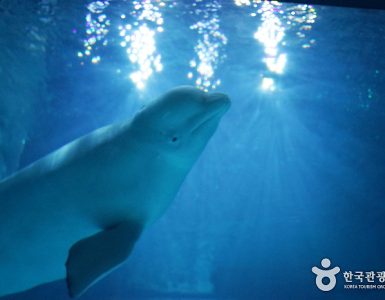 Lotte World Aquarium
