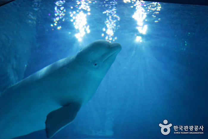 Lotte World Aquarium