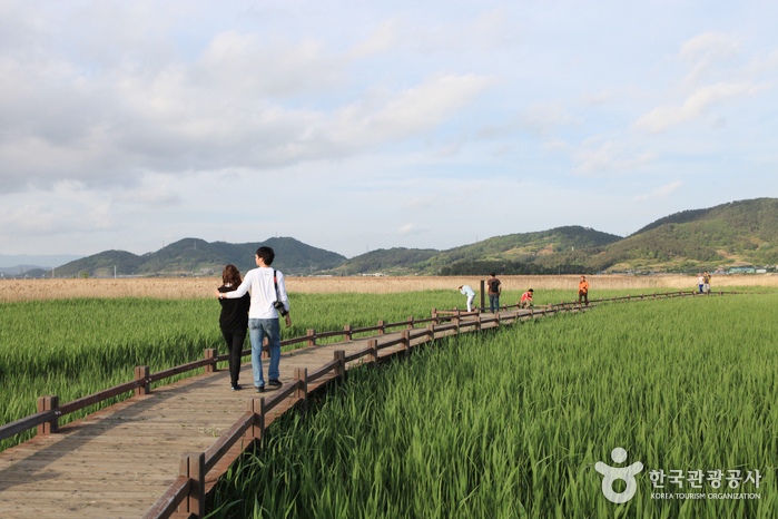 Suncheonman Bay Wetland Reserve
