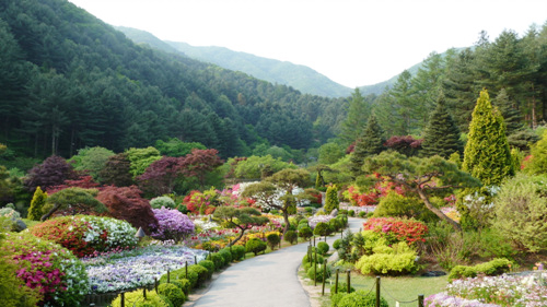 The Garden of Morning Calm