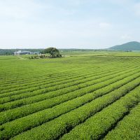 O'sulloc Tea Museum
