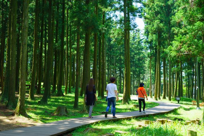 Jeju Jeolmul Recreational Forest