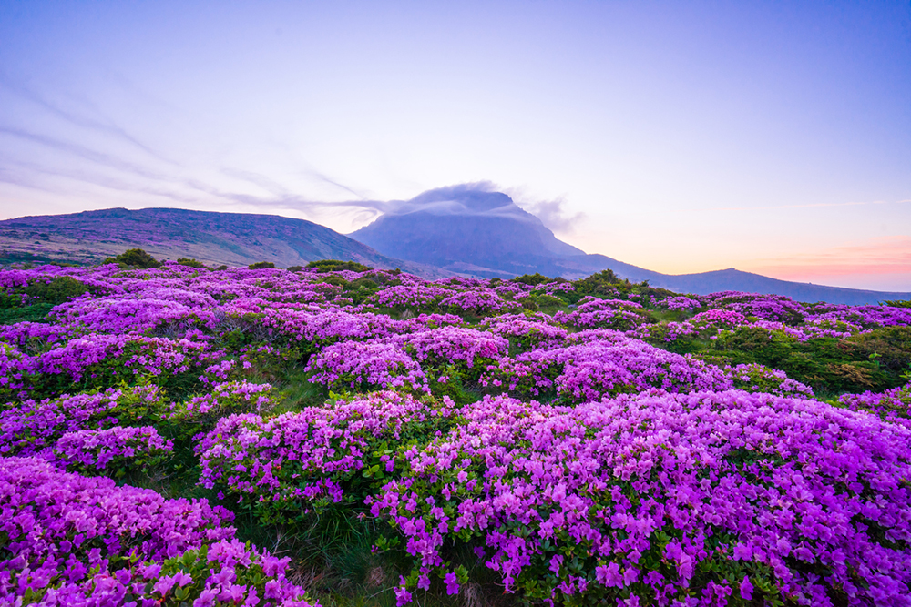 Hallasan National Park [UNESCO World Heritage]