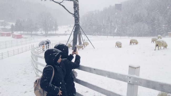 12.24 Gangwon-do Province Tour from Singapore