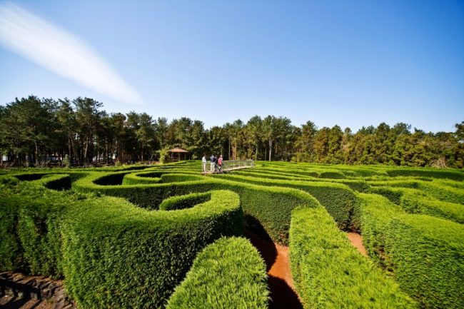 Maze Land Jeju