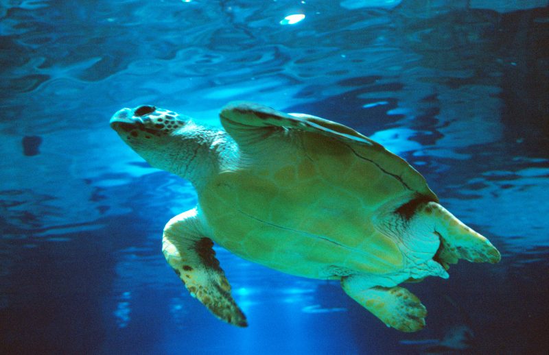 COEX Aquarium