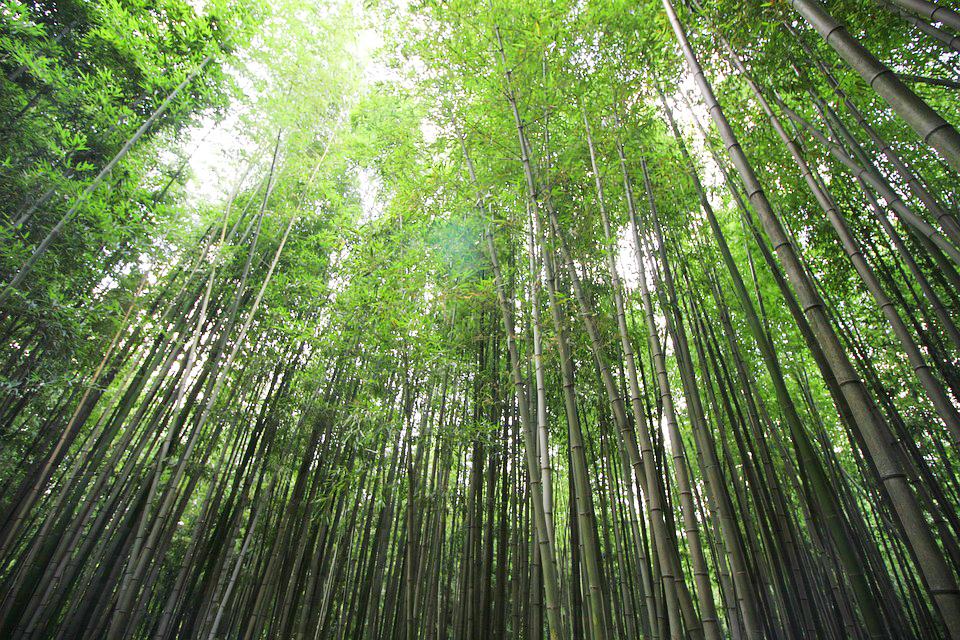 Juknokwon Bamboo Forest Confucian School Waterfall South Korea