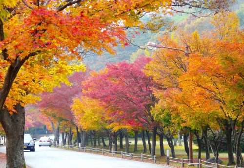 Naejangsan National Park