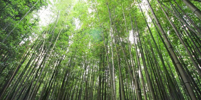 Juknokwon (Bamboo Garden)