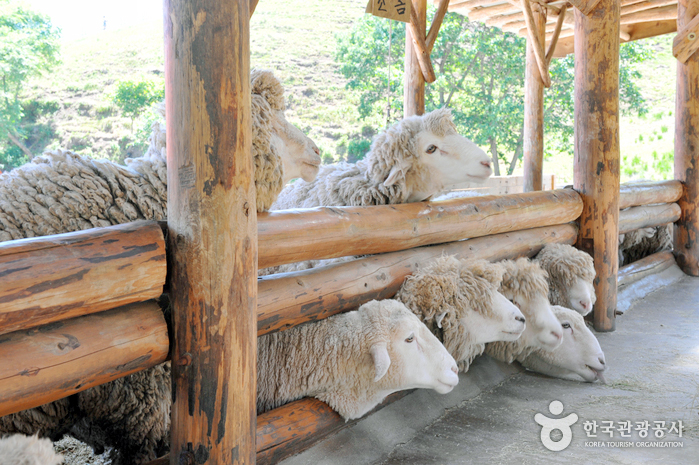 Daegwallyeong Sheep Farm