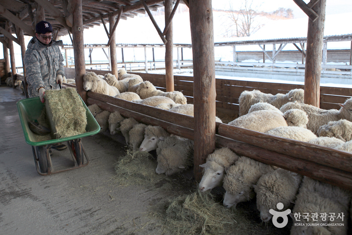 Daegwallyeong Sheep Farm