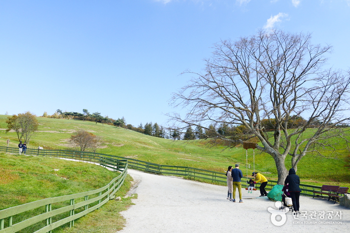 Daegwallyeong Sheep Farm
