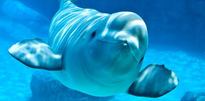 Lotte World Aquarium