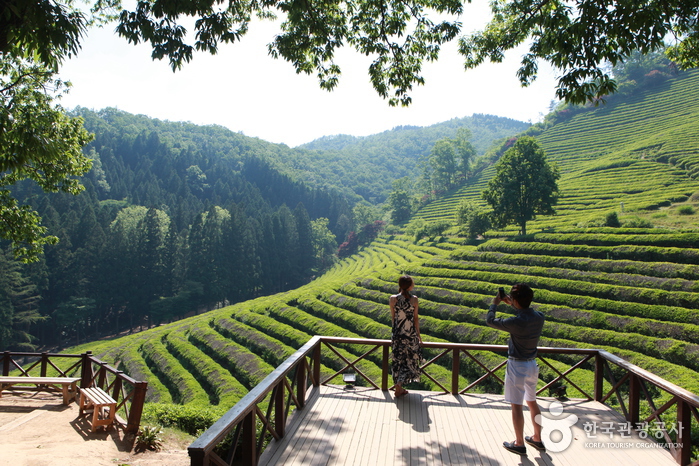 Daehan Dawon Tourist Tea Plantation (Boseong Green Tea Plantation)