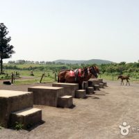 Jeju Pony Town