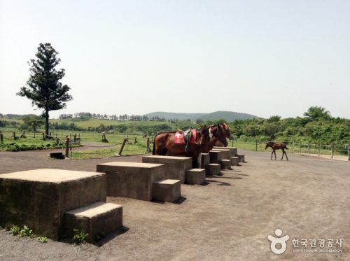 Jeju Pony Town