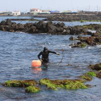 Jeju Woman Diver Show