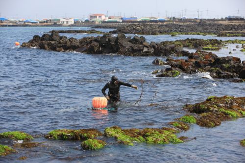 Jeju Woman Diver Show