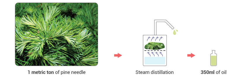 Pine Needle Oil Concentrate