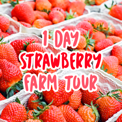 1Day Strawberry Farm Tour