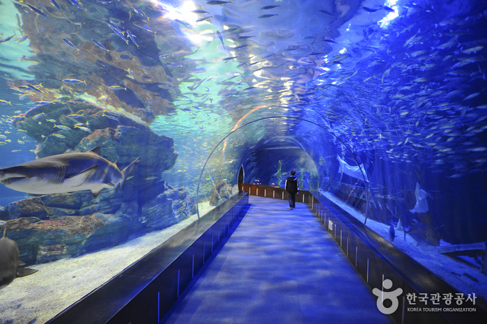 МОРСКАЯ ЖИЗНЬ Пусанский Аквариум