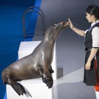 Marine Show Pacific land