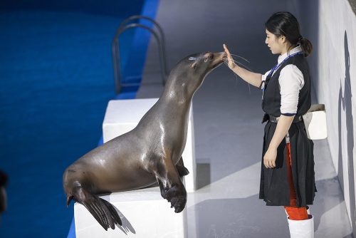 Marine Show Pacific land