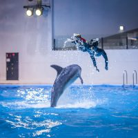Marine Show Pacific land