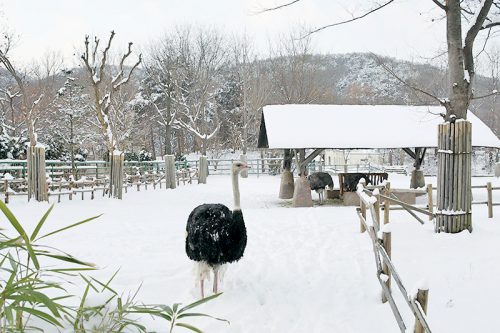 Seoul land winter