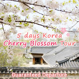 5 Days Korea Cherry Blossom Tour