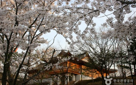 Фестиваль Весенних Цветов Yeouido