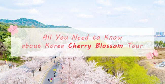 All You Need to Know about Korea Cherry Blossom Tour Main