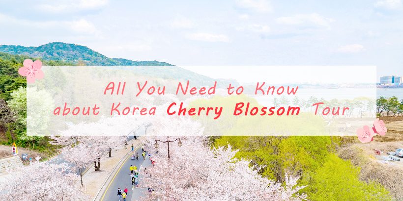 All You Need to Know about Korea Cherry Blossom Tour Main