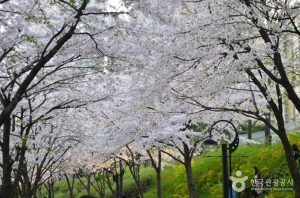Seokchonhosu Lake Cherry Blossom Festival