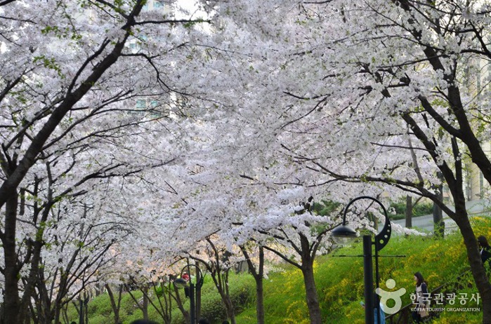 Seokchonhosu Lake Cherry Blossom Festival