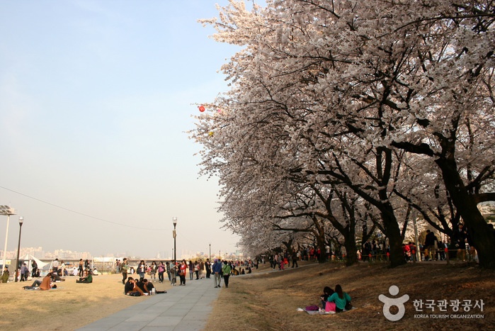 Yeouido Spring Flower Festival