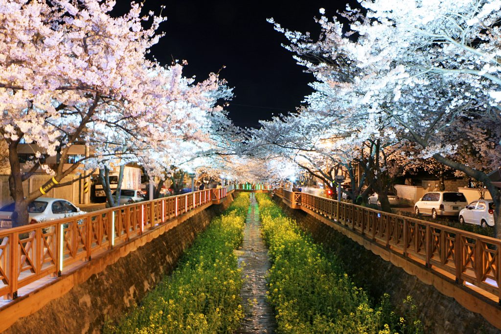 Jinhae Cherry blossom festival A spring fantasy - 12