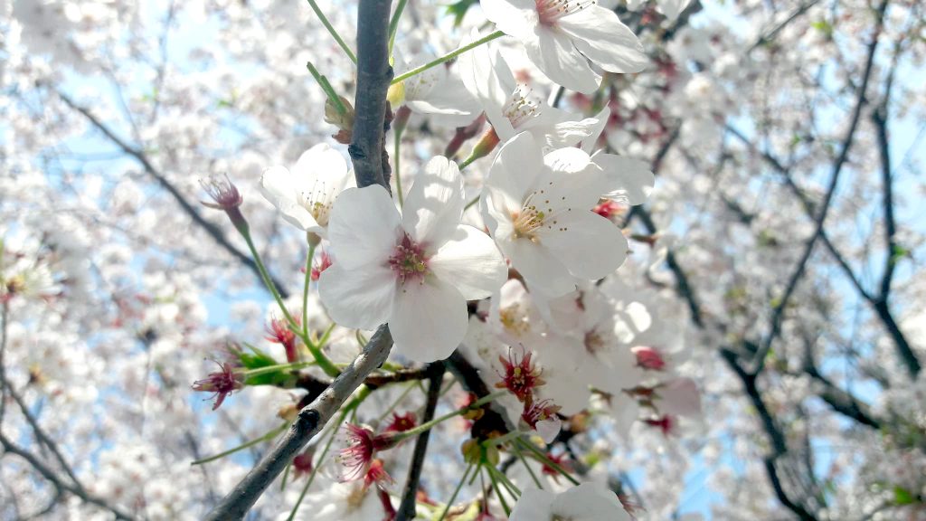 Jinhae Cherry blossom festival A spring fantasy - 2