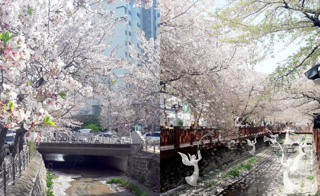 Jinhae Cherry blossom festival A spring fantasy - 3