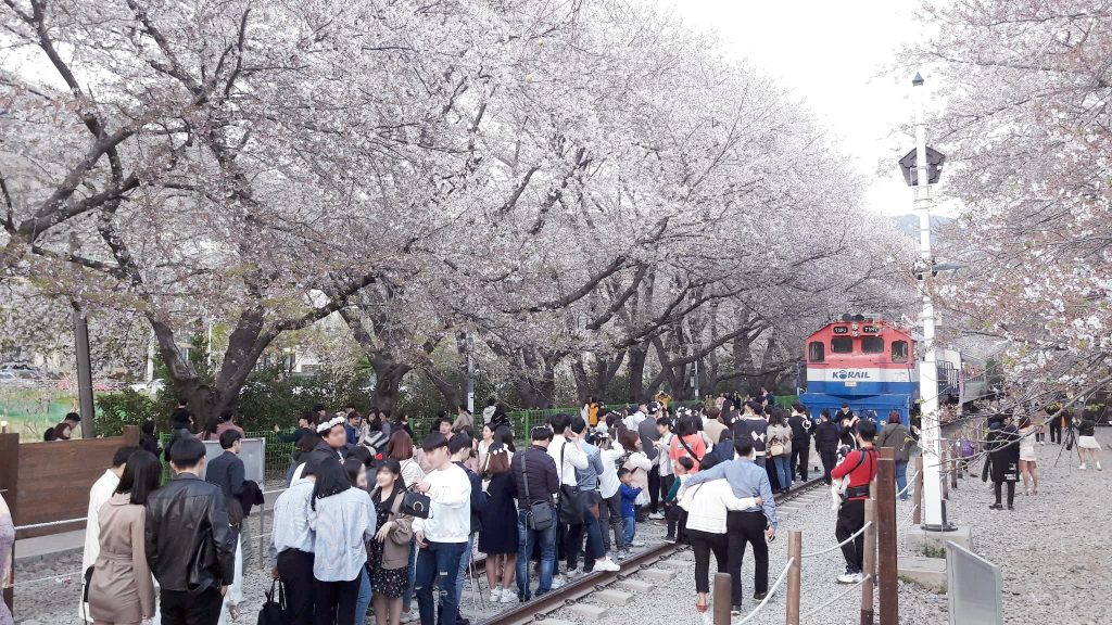 Jinhae Cherry blossom festival A spring fantasy - 6