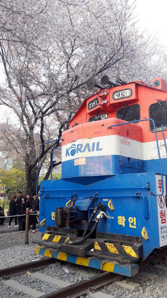 Jinhae Cherry blossom festival A spring fantasy - 7