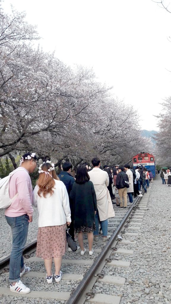 Jinhae Cherry blossom festival A spring fantasy - 8