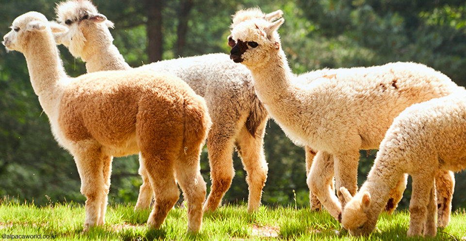 Alpaca World