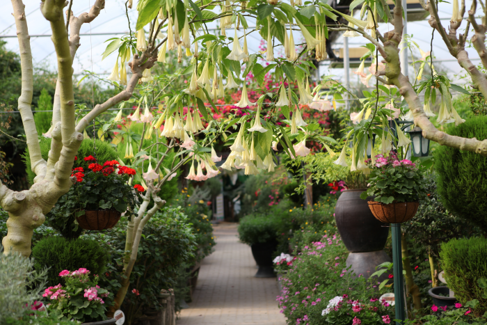 Pocheon - Herb island